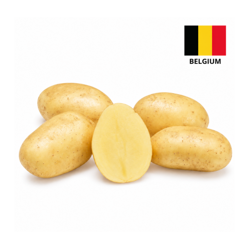 Картофель Belgieni Lady Anna 