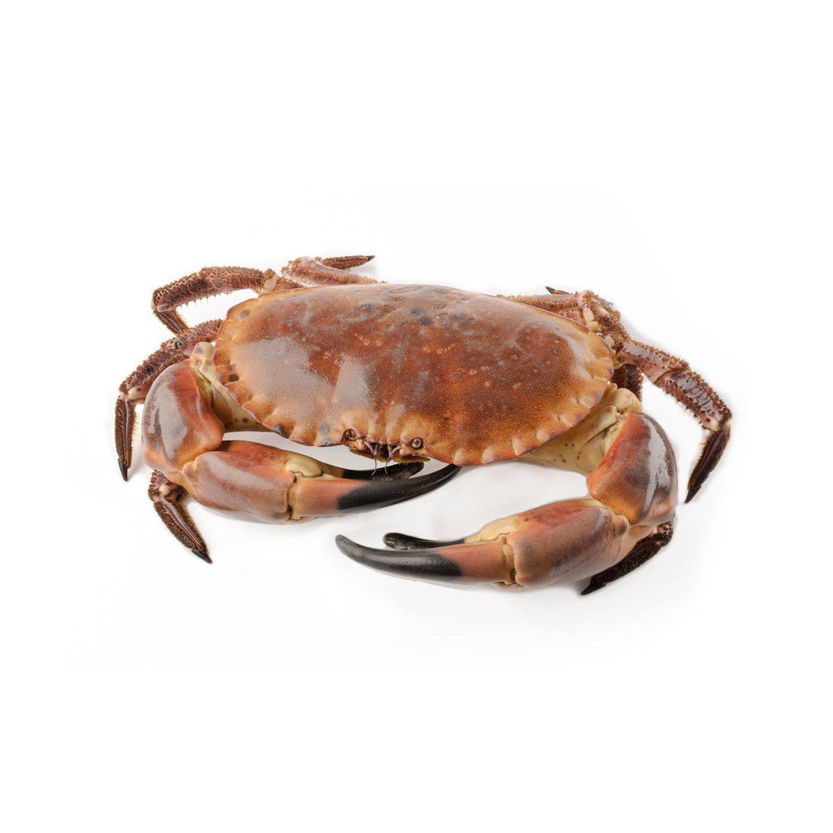 Crab Atlantic, kg