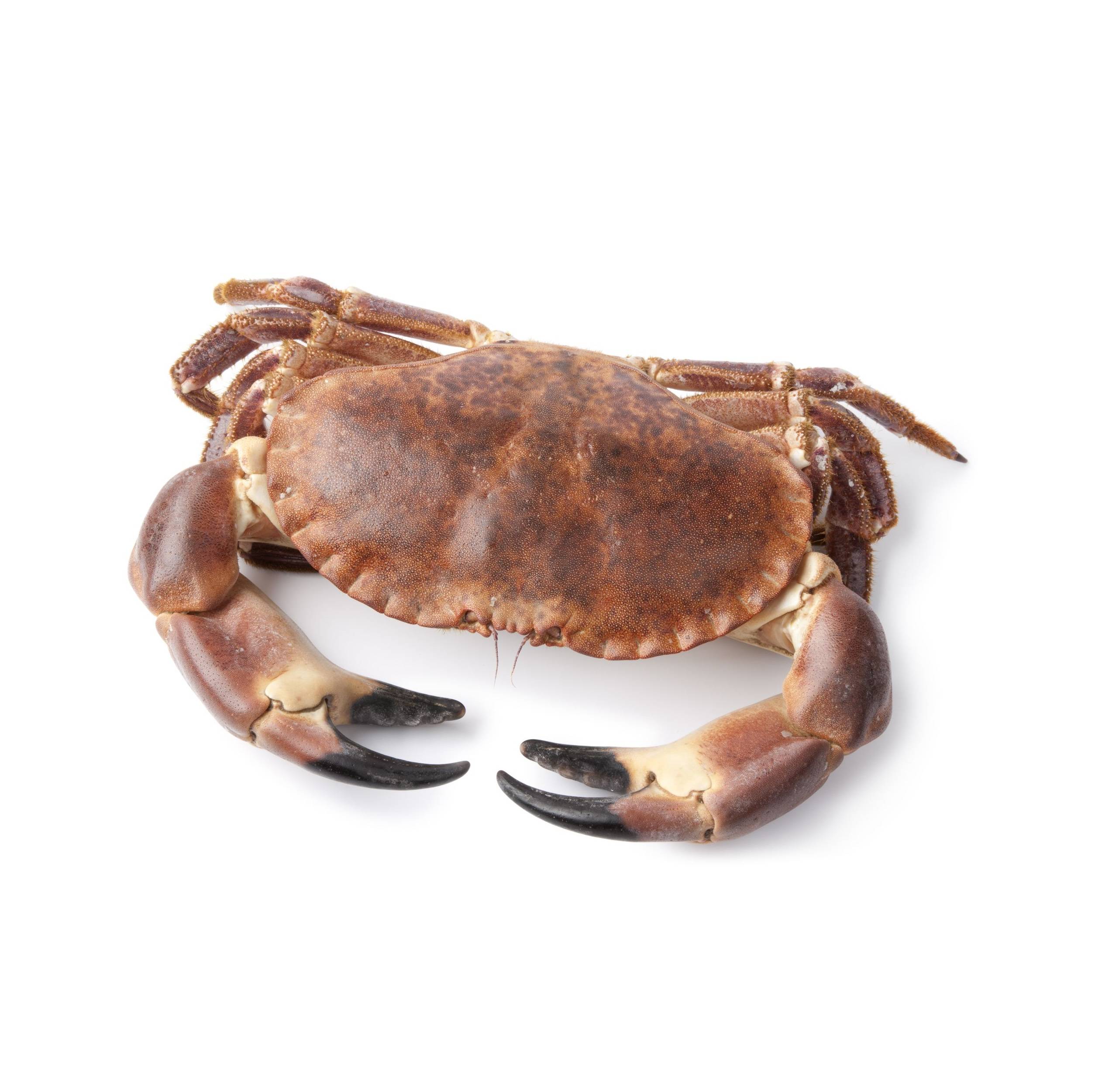 Crab Atlantic congelat, kg