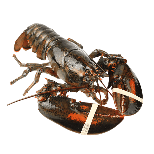 Lobster Canada, kg image