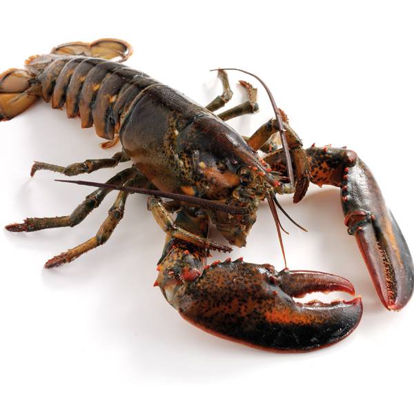 Lobster CONGELAT Canada, kg